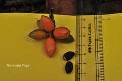 Goniothalamus cardiopetalus